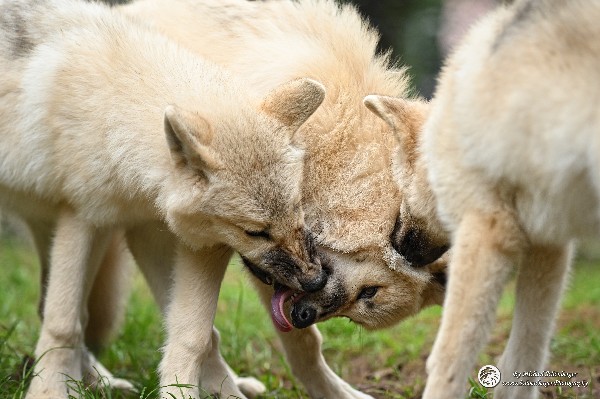 Polarwölfe Arctic wolves Anyu Nova Yuki